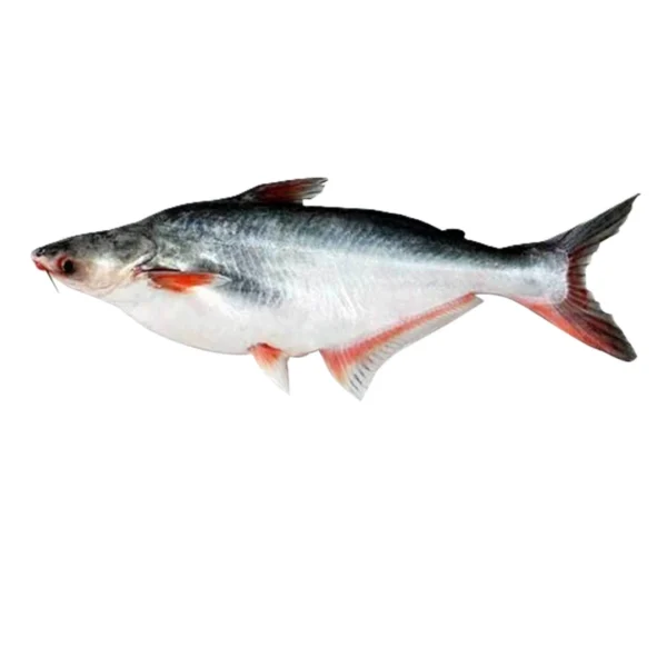 Pangasius/Pangash Fish Big Size (8-10 kg)