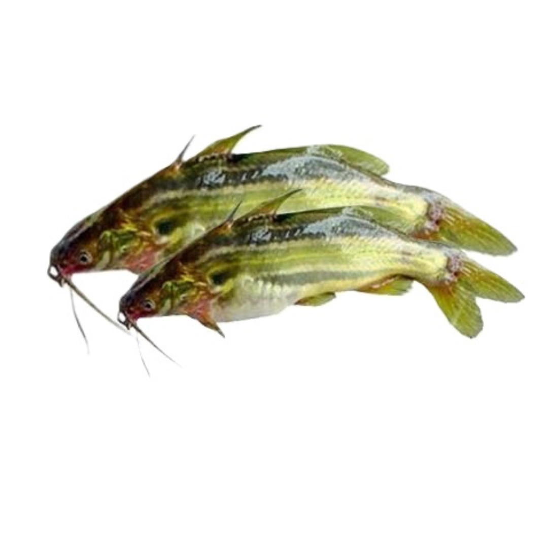 Tengra fish _ 1kg