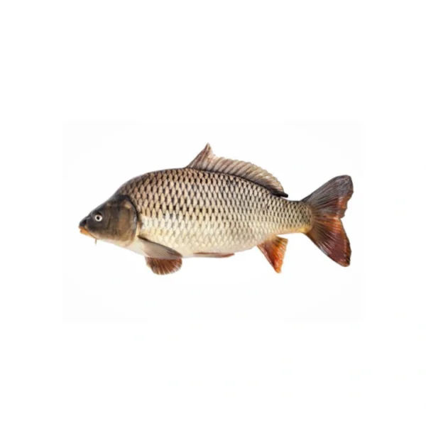 Karfu Fish(1-1.5 kg) 1kg