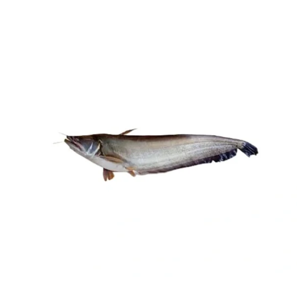 Boal Fish(1kg+) 1kg