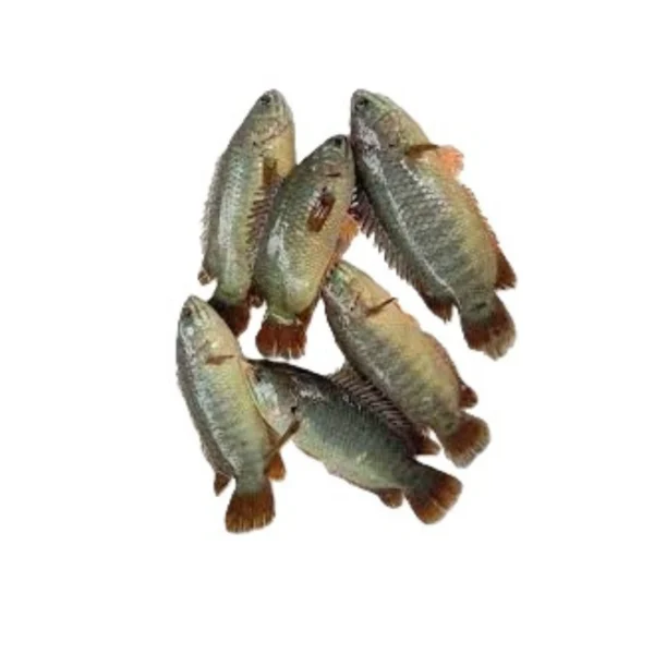 Koi Fish Live-Per KG